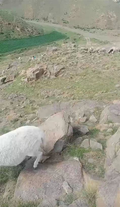 一个小女孩放羊把一只羊弄丢了