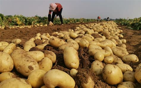 一亩地土豆种植成本