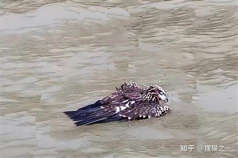 一只老鹰在南京中暑坠江张家港