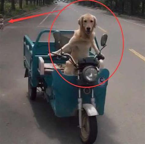 一条狗骑电动车接小孩