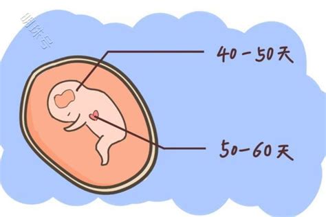 一般孕几周会胎停