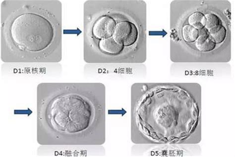 三天的冻胚移植后胚胎变化图