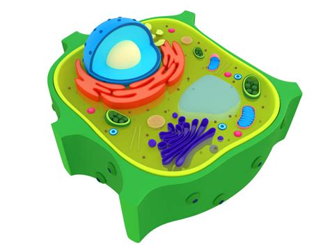 三维植物细胞模型