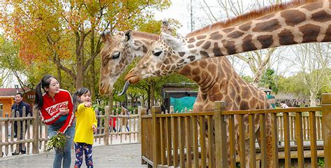 上海哪个动物园好玩又便宜