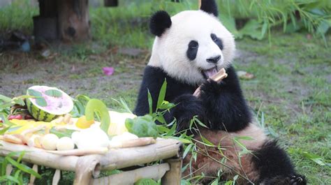 上海野生动物园玩多久