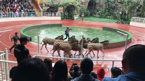 上海野生动物园百兽山剧场时间