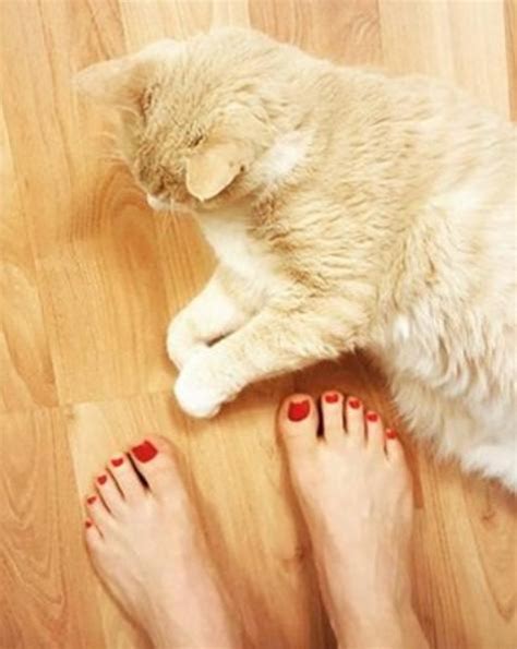 不小心踩到猫咪的脚