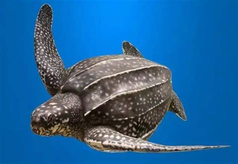 世界上体型最大的海龟
