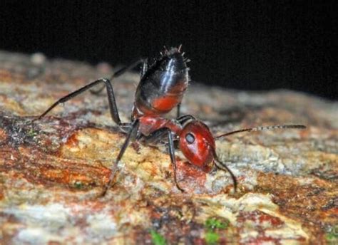 世界上最凶猛的蚂蚁