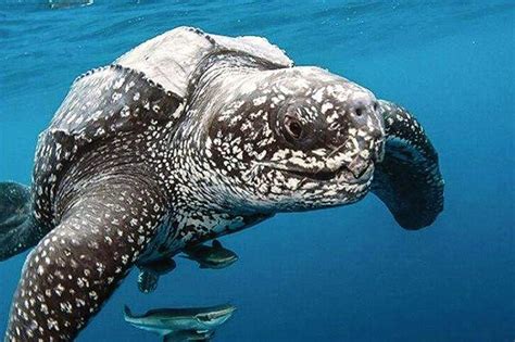 世界上最大的海龟有多少吨