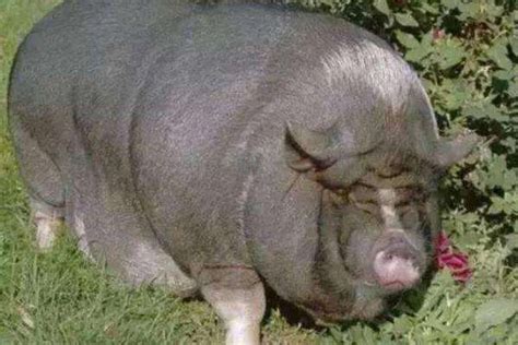 世界上有史以来最重的猪