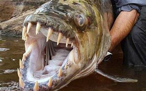 世界最大最凶猛的十大淡水鱼