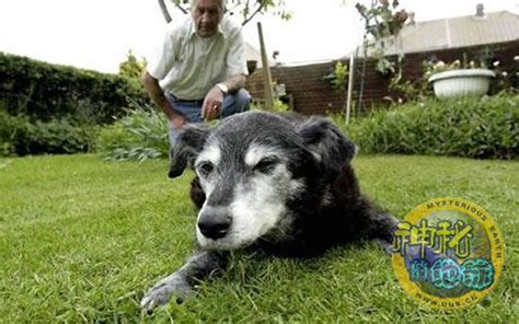 世界最老的狗去世