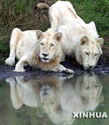 世界级珍稀保护动物白狮