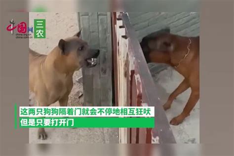 两个狗隔着玻璃门吵架怂了