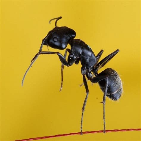 个头巨大的蚂蚁