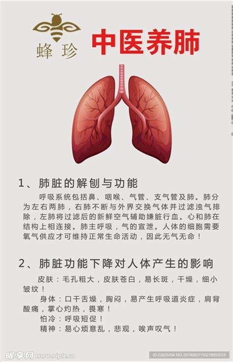 中医养生肺的作用