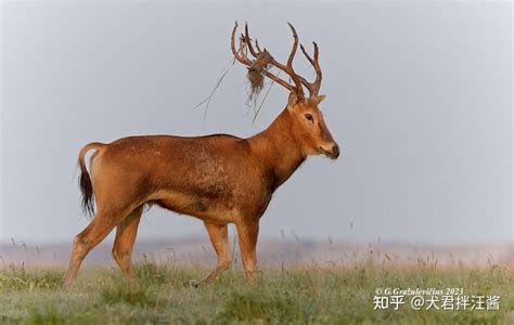 中华鬣羚和麋鹿