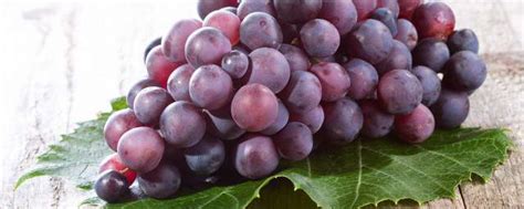 中原地区种植葡萄始于哪一年
