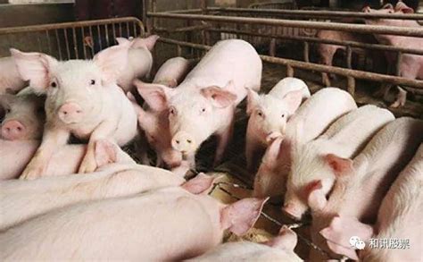 中国一年吃掉多少头猪