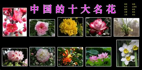 中国三十种名花