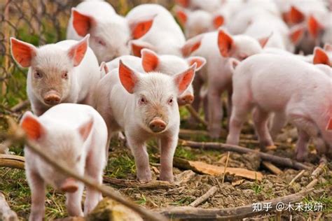 中国养猪第一大户