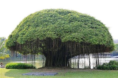 中国北方可以种榕树吗