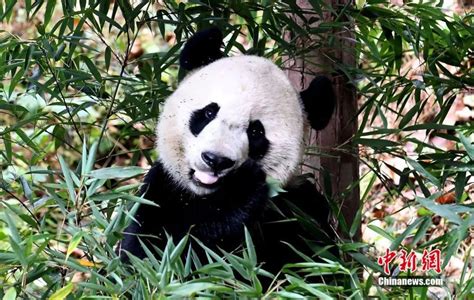 中国又要送熊猫去美国了吗