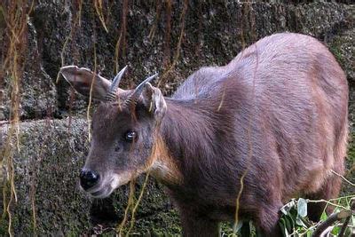 中国发现红鬣羚