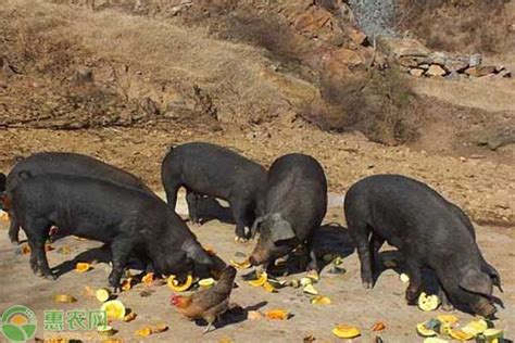 中国土猪品种