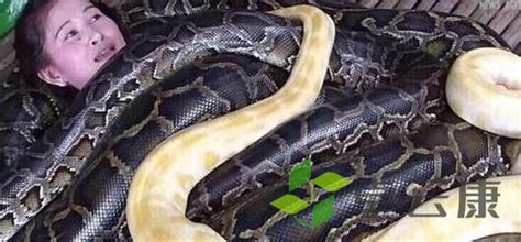 中国最吓人的一条大蛇