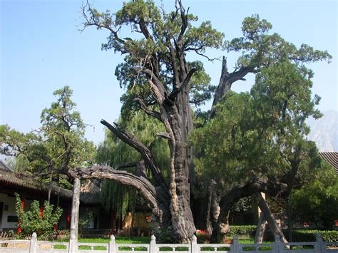 中国有名的三棵古树