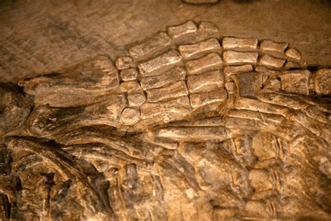 中国龙的化石在哪里