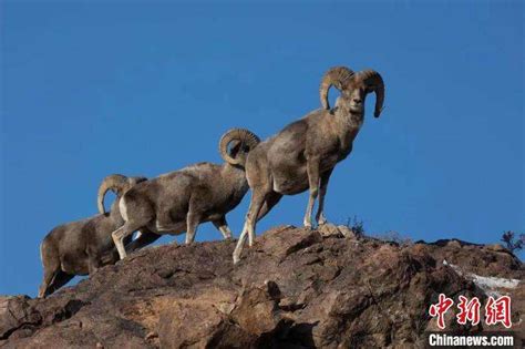 中蒙边境野生羊