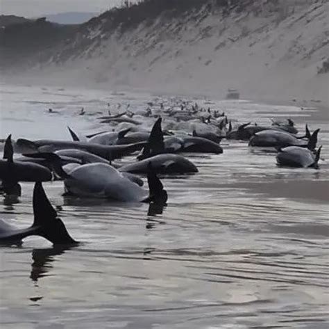 丹麦数百头鲸鱼