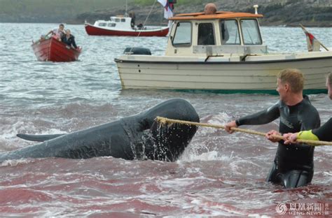 丹麦杀鲸的习俗