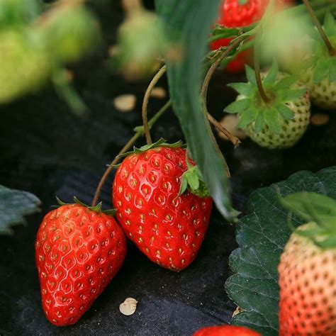 为什么北方适合种草莓