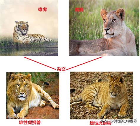 为什么有狮虎兽没有猫狗兽