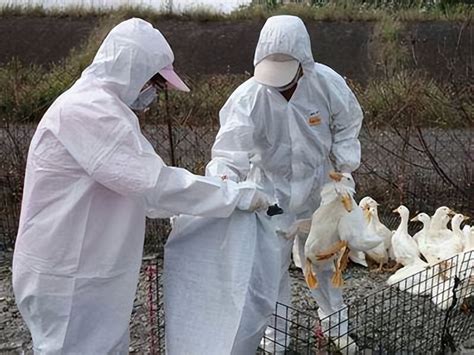 为什么欧洲暴发大规模禽流感
