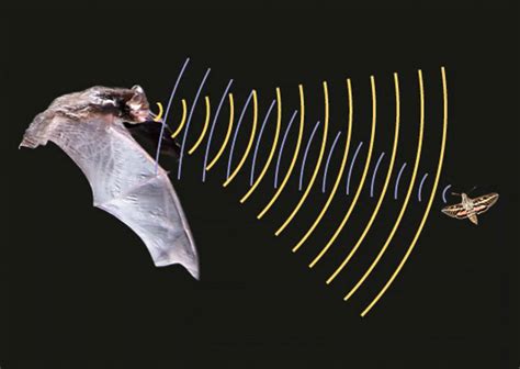 为什么蝙蝠会发出超声波来探路