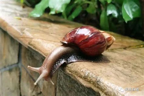 为什么雨后蜗牛不能碰
