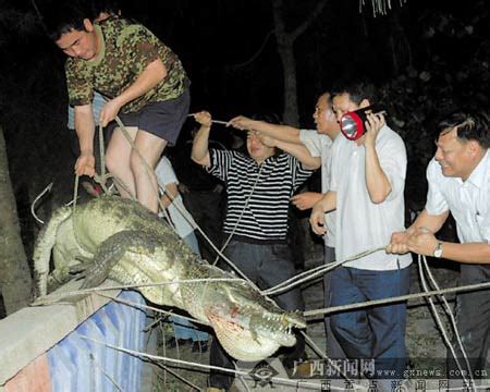 九龙江的鳄鱼被别人抓