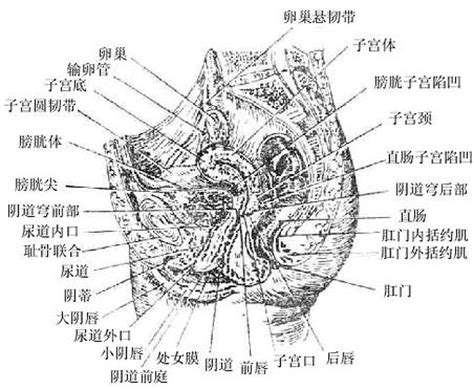 乳房和会阴解剖学