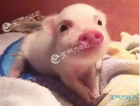 二月生的猪宝宝取名