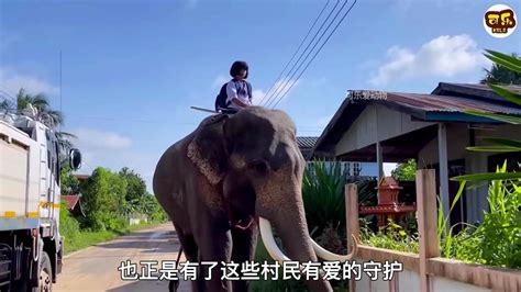 云南女孩骑大象上学