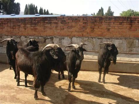 云南省种羊繁育中心