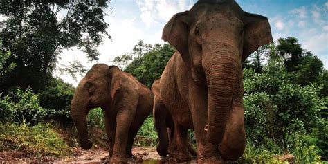 亚洲象是国家一级保护动物吗