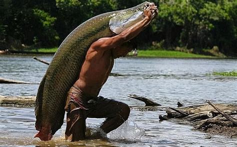 亚马逊最大的鱼