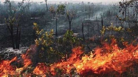 亚马逊森林火灾最新视频