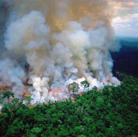 亚马逊森林火灾灭了吗